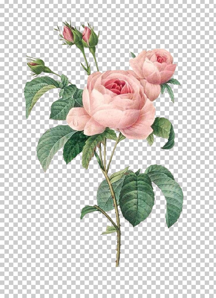 Les Roses Flowers Cabbage Rose Printing PNG, Clipart, Botanical Illustration, Canvas, Canvas Print, Cut Flowers, Engraving Free PNG Download