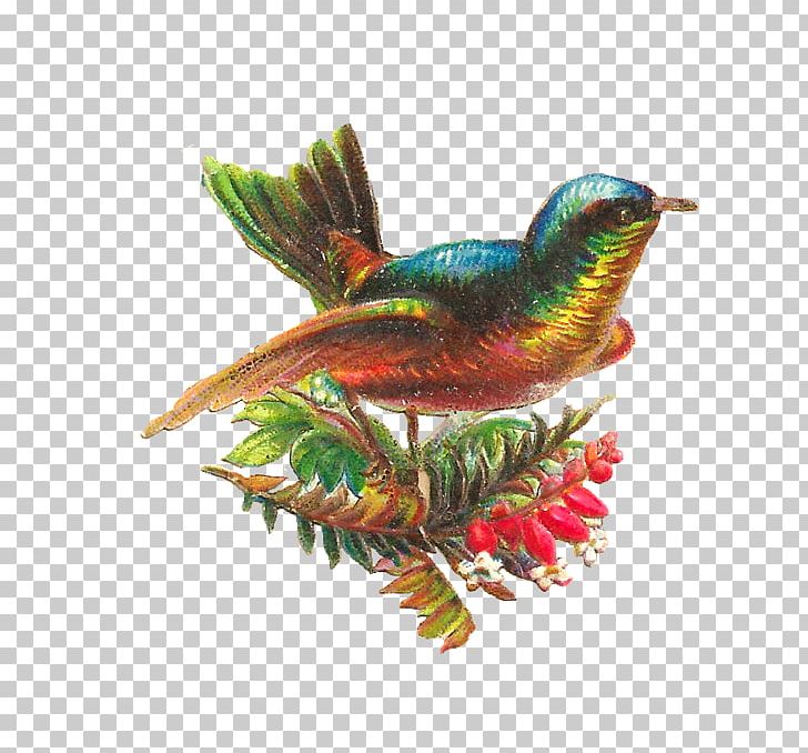 Lovebird Hummingbird Parrot PNG, Clipart, Beak, Bird, Birdcage, Eastern Bluebird, Fauna Free PNG Download