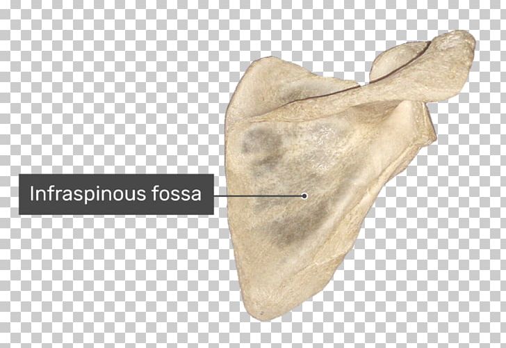 Spine Of Scapula Supraspinatous Fossa Anatomy Infraspinatous Fossa PNG, Clipart, Anatomy, Beige, Bone, Clavicle, Glenoid Cavity Free PNG Download