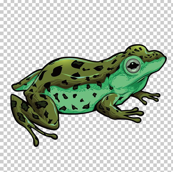 Toad True Frog Amphibian PNG, Clipart, Animal, Animals, Cute Frog, Download, Euclidean Vector Free PNG Download