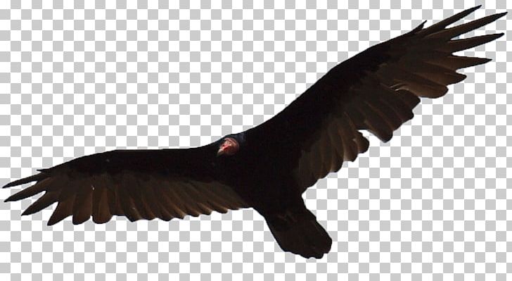 Turkey Vulture Eagle Bird Egyptian Vulture PNG, Clipart, Accipitriformes, Animals, Awe, Base, Beak Free PNG Download