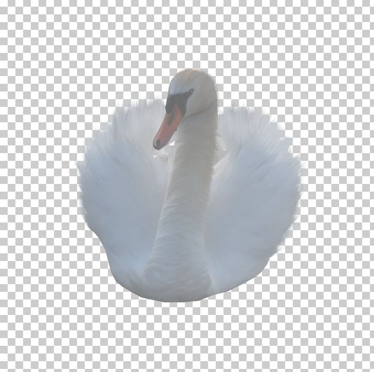 Cygnini Duck PNG, Clipart, Animals, Beak, Bestens Naar Limietorder, Bird, Black Swan Free PNG Download