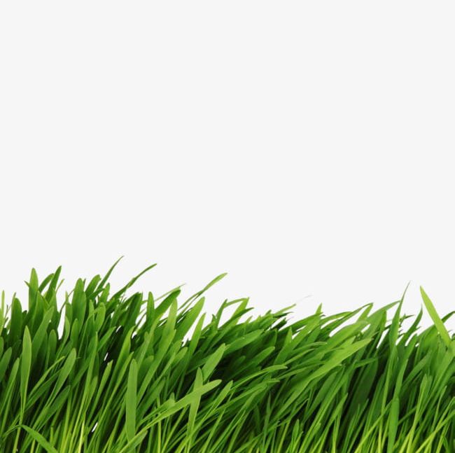 Green Grass Grass PNG, Clipart, Fence, Grass, Grass Clipart, Green, Green Clipart Free PNG Download