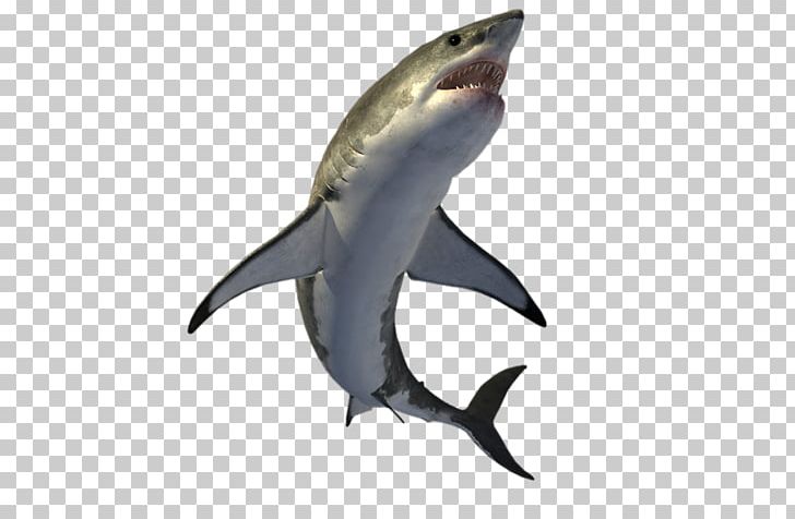 Shark PNG, Clipart, Animals, Cartilaginous Fish, Clip Art, Creation, Desktop Wallpaper Free PNG Download
