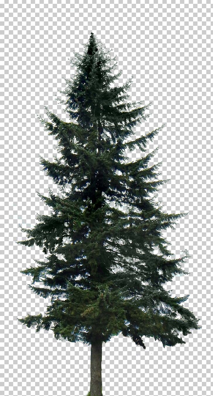 Western Yellow Pine Tree PNG, Clipart, Biome, Branch, Christmas Decoration, Christmas Ornament, Christmas Tree Free PNG Download
