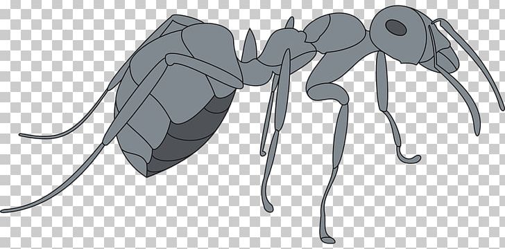 Ant Drawing Insect PNG, Clipart, Angle, Animals, Ant, Ant Clipart, Arthropod Free PNG Download