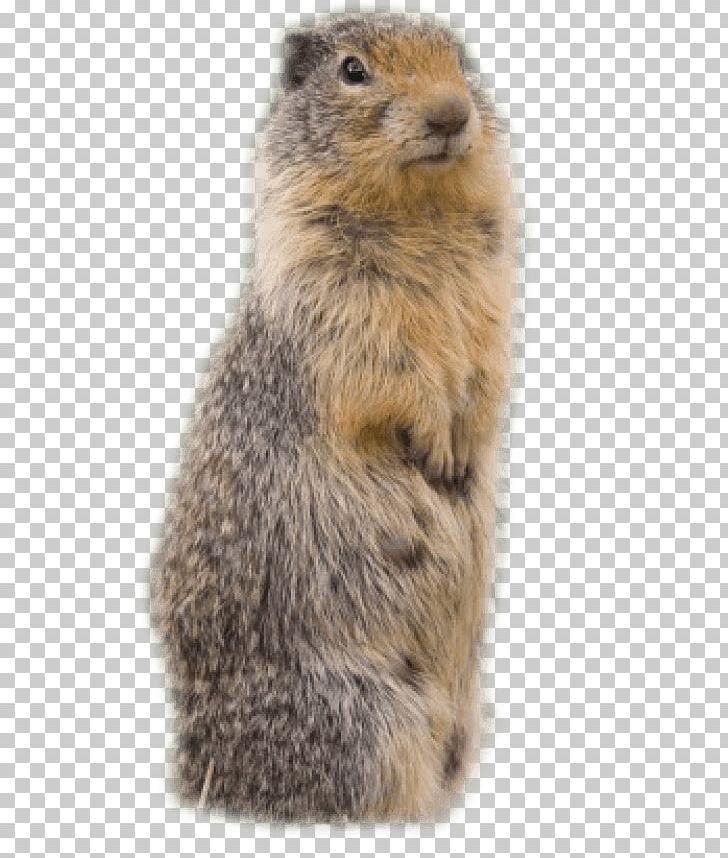 Beaver Groundhog Meerkat PNG, Clipart, Animals, Beaver, Computer Icons, Copying, Download Free PNG Download