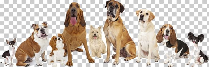 English Mastiff Great Dane Labrador Retriever Bullmastiff Dog Breed PNG, Clipart, Animal Figure, Breed, Breed Group Dog, Bullmastiff, Cane Corso Free PNG Download