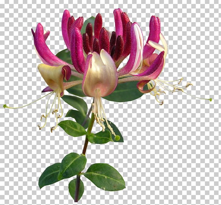 Flower Lonicera Periclymenum Lonicera Caprifolium Plant PNG, Clipart, Aphid, Cut Flowers, Essential Oil, Floral Design, Floristry Free PNG Download