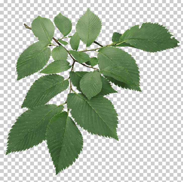 Ulmus Minor Blender 3D Computer Graphics Tree PNG, Clipart, 3d Computer Graphics, Animation, Art, Autodesk 3ds Max, Blender Free PNG Download