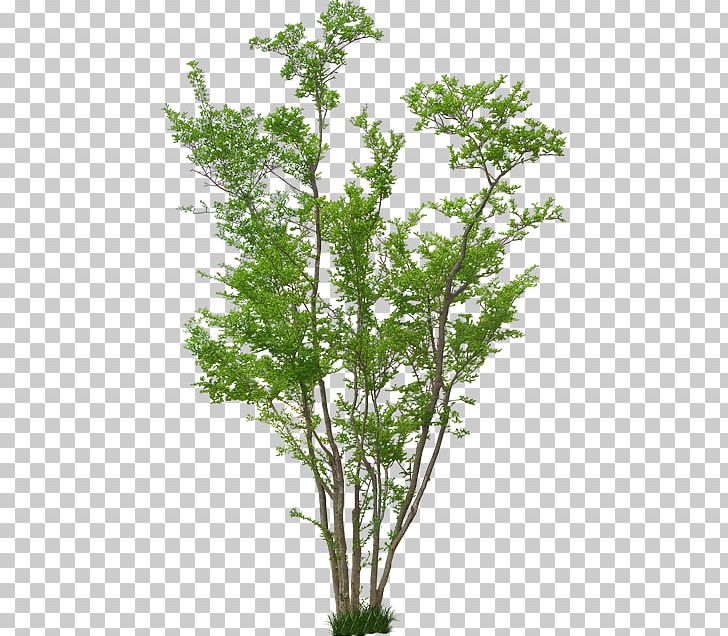 Architecture Tree Plant Landscape Design PNG, Clipart, Architectural Drawing, Architecture, Balsam Fir, Branch, Drawing Free PNG Download