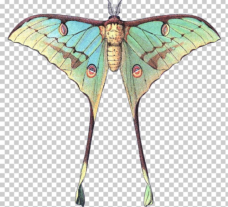 Butterfly Luna Moth Comet Moth PNG, Clipart, Comet Moth, Luna Moth, Moth Butterfly Free PNG Download
