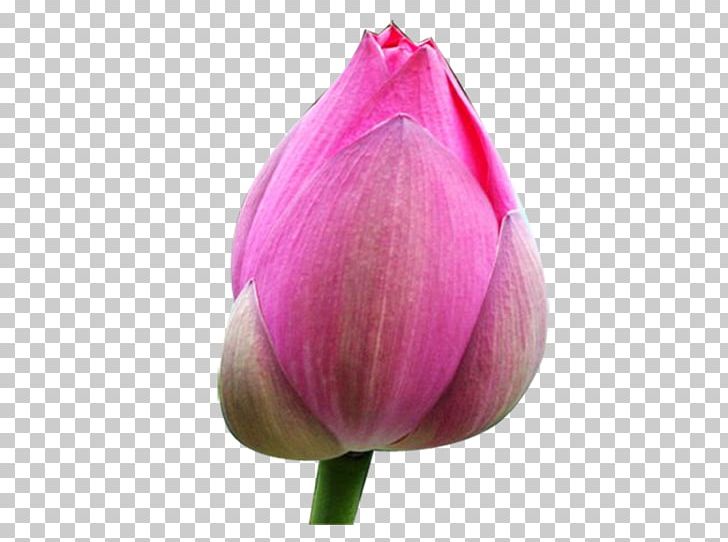 Tulip Bud Nelumbo Nucifera PNG, Clipart, Bud, Budding, Closeup, Flower, Flowering Plant Free PNG Download