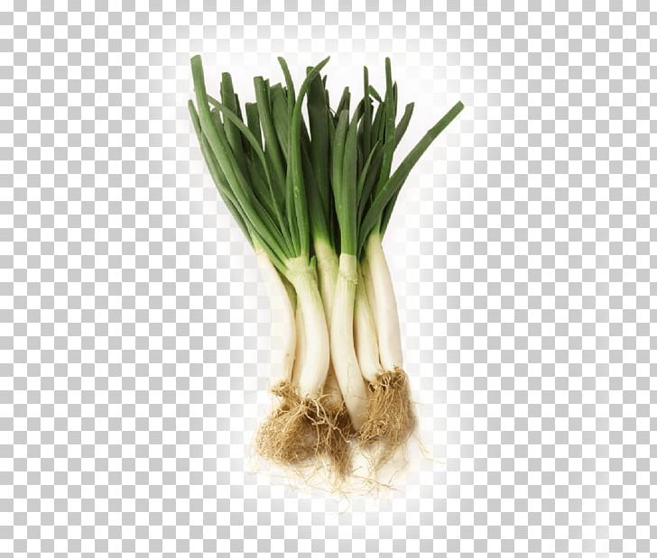 Welsh Onion Calçot Herb Leek Scallion PNG, Clipart, Commodity, Cultivar, Fennel, Flavor, Food Free PNG Download