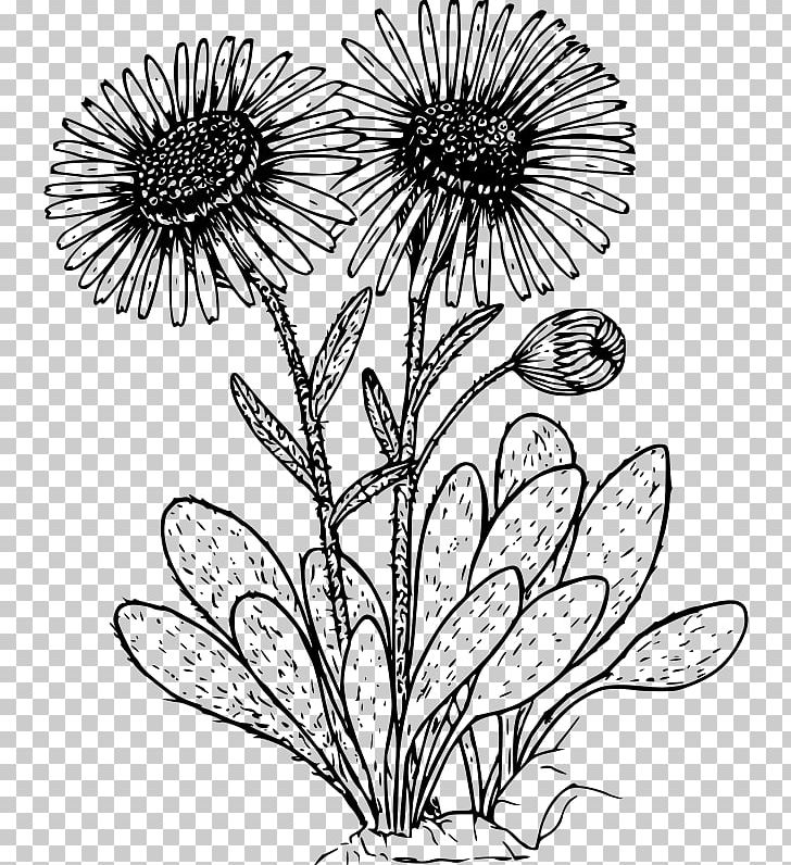 Drawing Common Daisy Wildflower PNG, Clipart, Black And White, Branch, Cdr, Chrysanths, Common Daisy Free PNG Download