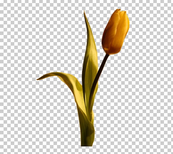 Flower Tulip Light Rectangle Landscape PNG, Clipart, Area, Arum, Bud, Common Sunflower, Cut Flowers Free PNG Download