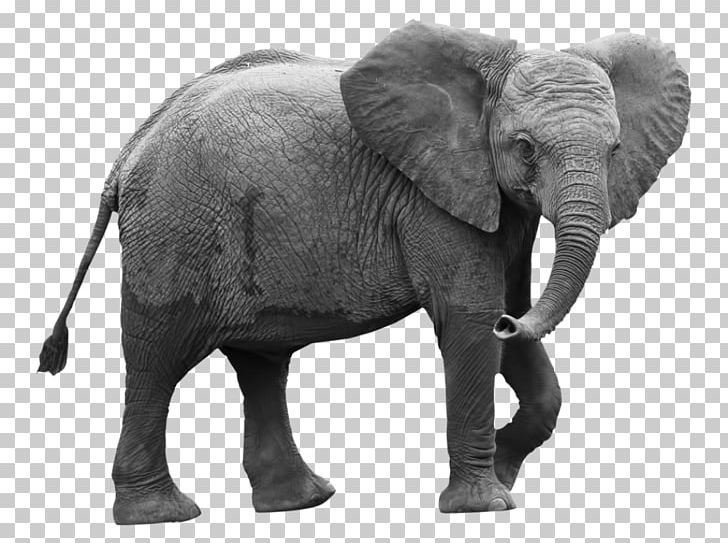 Wall Decal Sticker Indian Elephant African Elephant PNG, Clipart, Art, Black And White, Elephant, Elephantidae, Elephant Pattern Free PNG Download