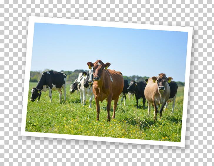 Dairy Cattle Milk Jersey Cattle Beef Cattle Farm PNG, Clipart, Agriculture, Beef Cattle, Cattle, Cattle Like Mammal, Cow Goat Family Free PNG Download