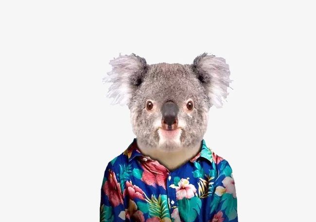 Mr. Koala PNG, Clipart, Animal, Cartoon, Koala, Koala Clipart, Mr. Clipart Free PNG Download