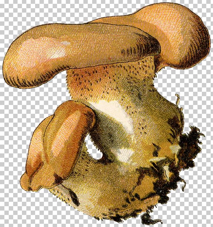 Pleurotus Eryngii Oyster Mushroom Russula Integra Shiitake Common Mushroom PNG, Clipart, Agaricaceae, Agaricomycetes, Agaricus, Bolete, Common Mushroom Free PNG Download