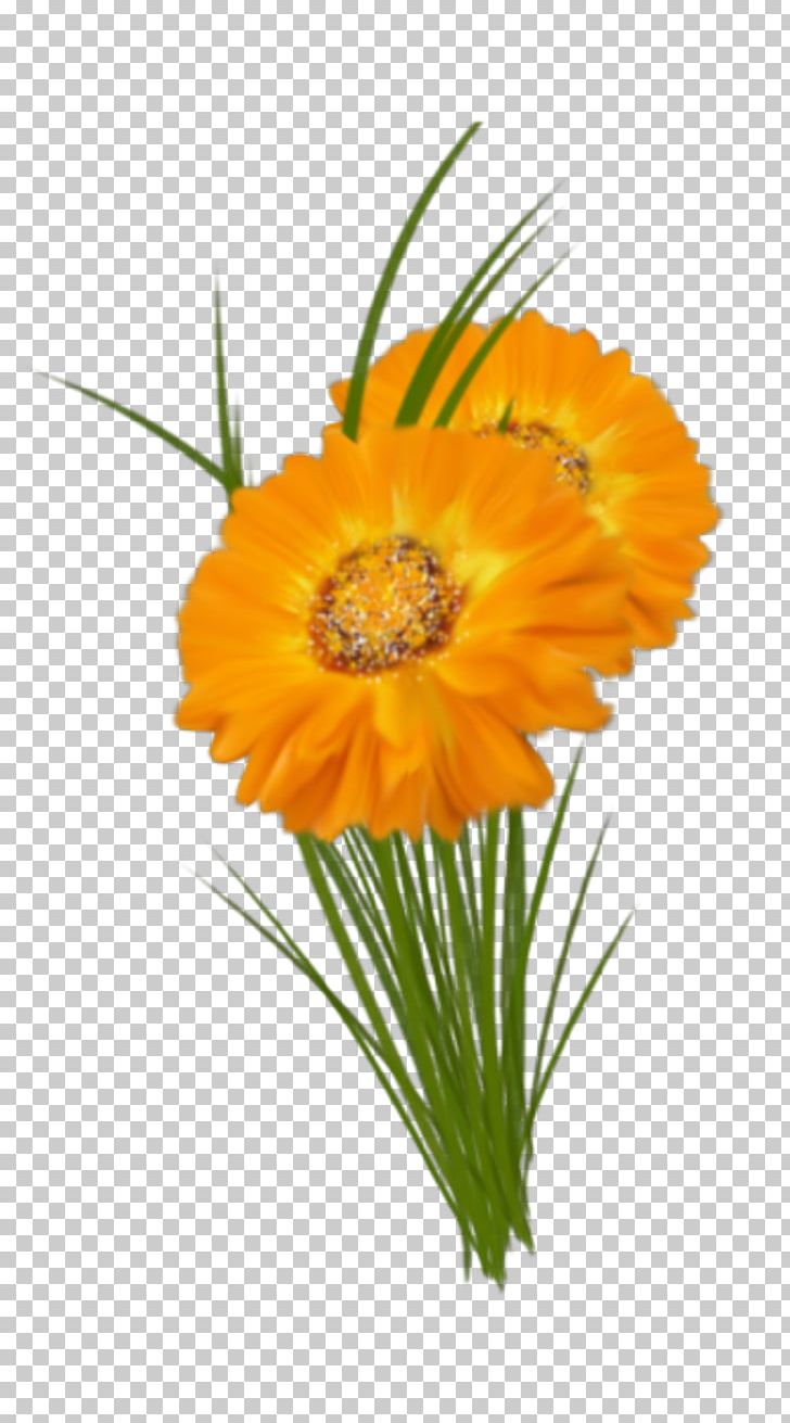 Transvaal Daisy Cut Flowers Floral Design Marigolds PNG, Clipart, Annual Plant, Calendula, Cut Flowers, Daisy Family, Fleur Free PNG Download