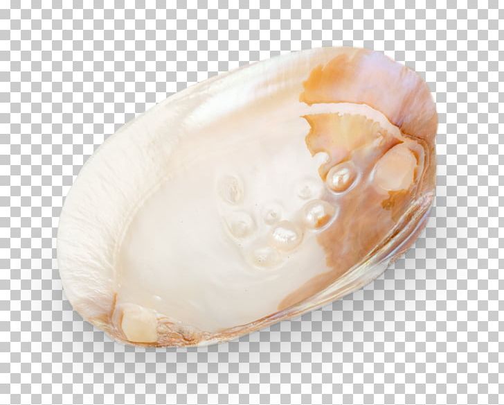 Hyriopsis Pearl Unio Hair Jewellery Clam PNG, Clipart, Ceramic, Clam, Clams Oysters Mussels And Scallops, Conch, Conchology Free PNG Download