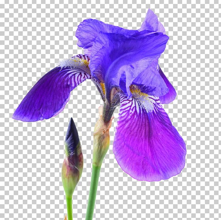 Northern Blue Flag Orris Root Iris Croatica Stock Photography PNG, Clipart, Flower, Flowering Plant, Iris, Iris Croatica, Irises Free PNG Download