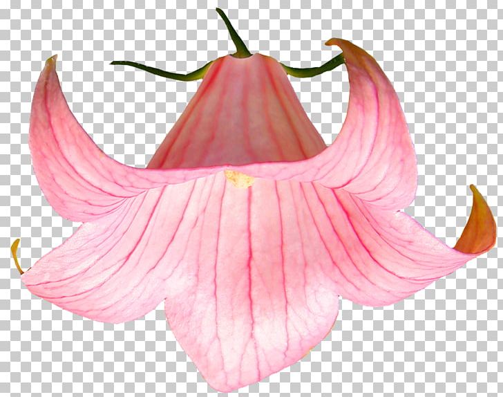 Flower Desktop PNG, Clipart, Animation, Desktop Wallpaper, Drawing, Flower, Flowering Plant Free PNG Download