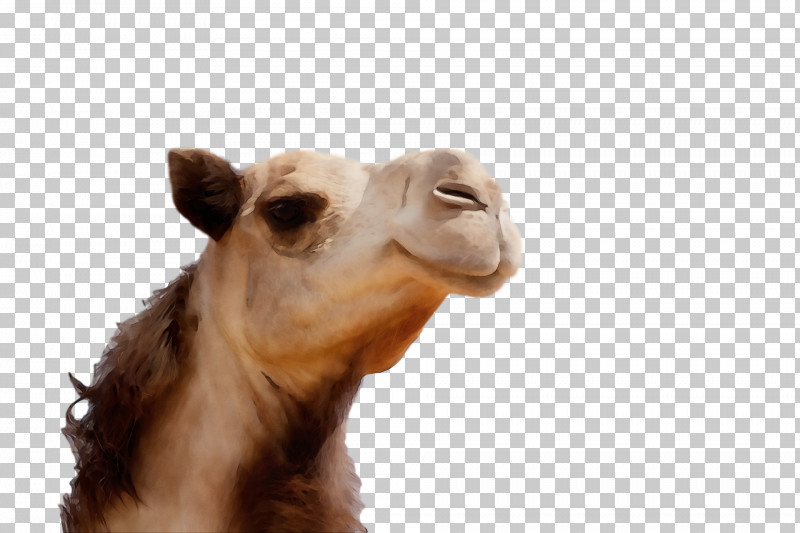 Dromedary Snout Camels Science Biology PNG, Clipart, Biology, Camels, Dromedary, Paint, Science Free PNG Download