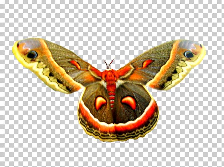 Butterfly Insect Gonimbrasia Belina Moth Pollinator PNG, Clipart, Animal, Arthropod, Butterflies And Moths, Butterfly, Gonimbrasia Free PNG Download