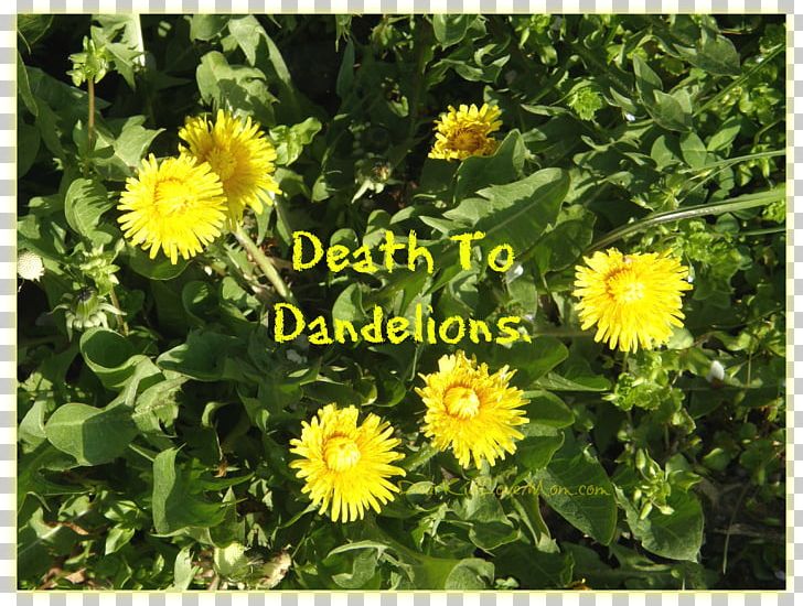 Common Dandelion Annual Plant Sow Thistles Herb PNG, Clipart, Annual Plant, Aster, Common Dandelion, Daisy Family, Dandelion Free PNG Download