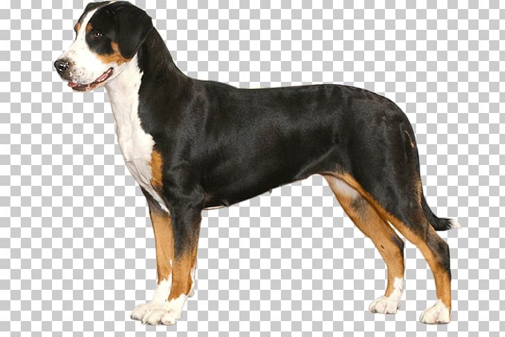Dog Breed Greater Swiss Mountain Dog Entlebucher Mountain Dog Bernese Mountain Dog Appenzeller Sennenhund PNG, Clipart, American Kennel Club, Ber, Breed, Breeders, Breed Standard Free PNG Download