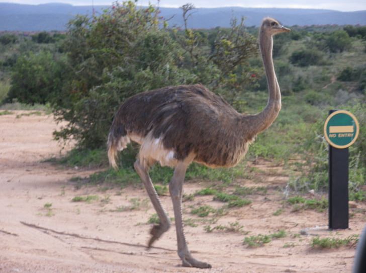 Emu Flightless Bird Southern Ostrich Ratite PNG, Clipart, Animal, Animals, Beak, Bird, Cassowary Free PNG Download