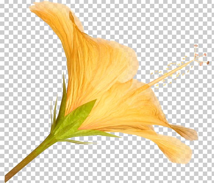 Petal Flower PNG, Clipart, Drawing, Flower, Flowering Plant, Flowers, Hibiscus Free PNG Download