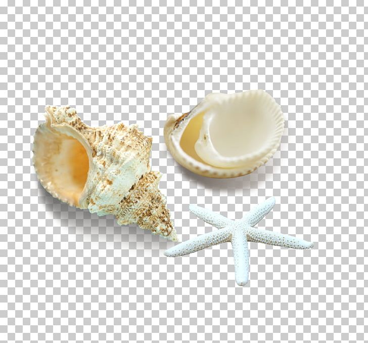 Seashell Starfish Computer File PNG, Clipart, Animals, Cartoon Starfish, Computer File, Conch, Download Free PNG Download