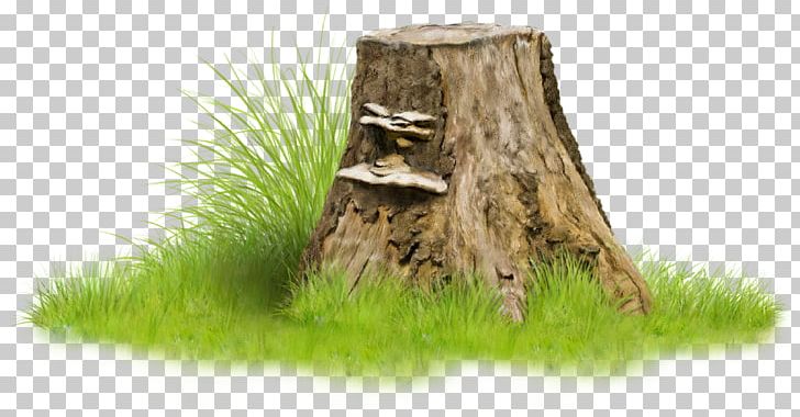 Tree Stump Trunk PNG, Clipart, Baner, Color, Drawing, Forrest, Grass Free PNG Download