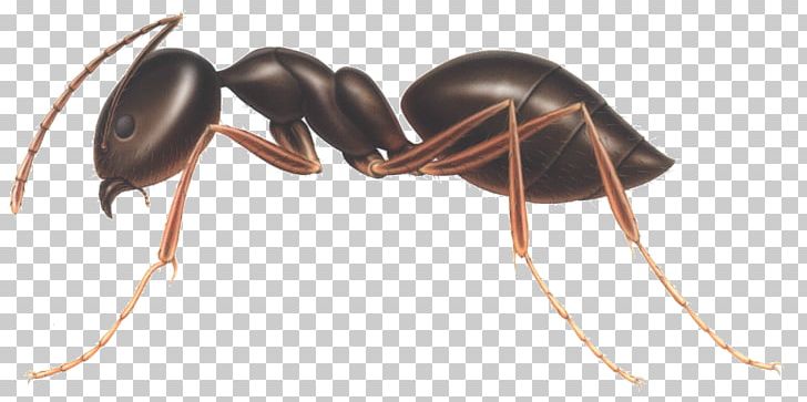 Ants PNG, Clipart, Ants Free PNG Download