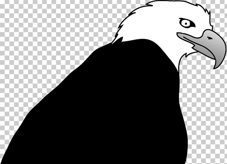 Bald Eagle Bird Drawing PNG, Clipart, Animals, Bald Eagle, Beak, Bird, Bird Of Prey Free PNG Download