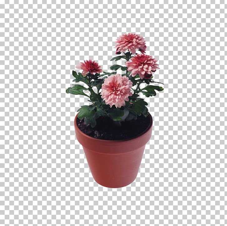 Chrysanthemum PNG, Clipart, Chrysanthemum, Cut Flowers, Digital Image, Flower, Flowering Plant Free PNG Download