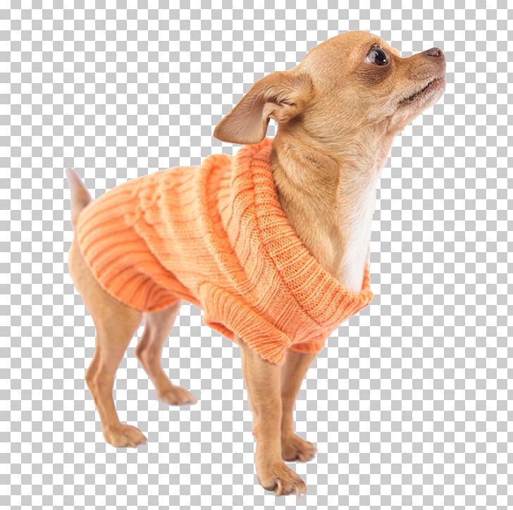 Dog Breed Chihuahua Companion Dog Dog Clothes Snout PNG, Clipart, Accessories Dog, Breed, Carnivoran, Chihuahua, Clothes Free PNG Download