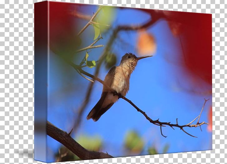 Hummingbird Stock Photography Fauna Beak PNG, Clipart,  Free PNG Download