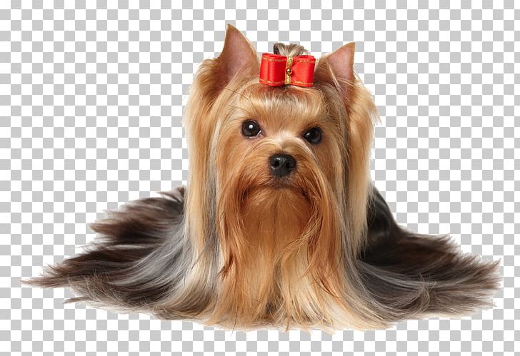Yorkshire Terrier Scottish Terrier Puppy PNG, Clipart, Affectionate, Animals, Australian Silky Terrier, Australian Terrier, Biewer Terrier Free PNG Download