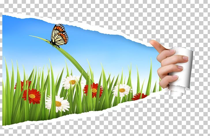 Paper Tearing PNG, Clipart, Banner, Butterfly, Color, Computer Wallpaper, Drawing Free PNG Download