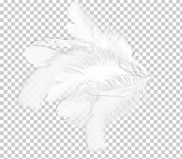 White Feather Drawing Black Pattern PNG, Clipart, Animals, Background White, Bird, Black, Black And White Free PNG Download