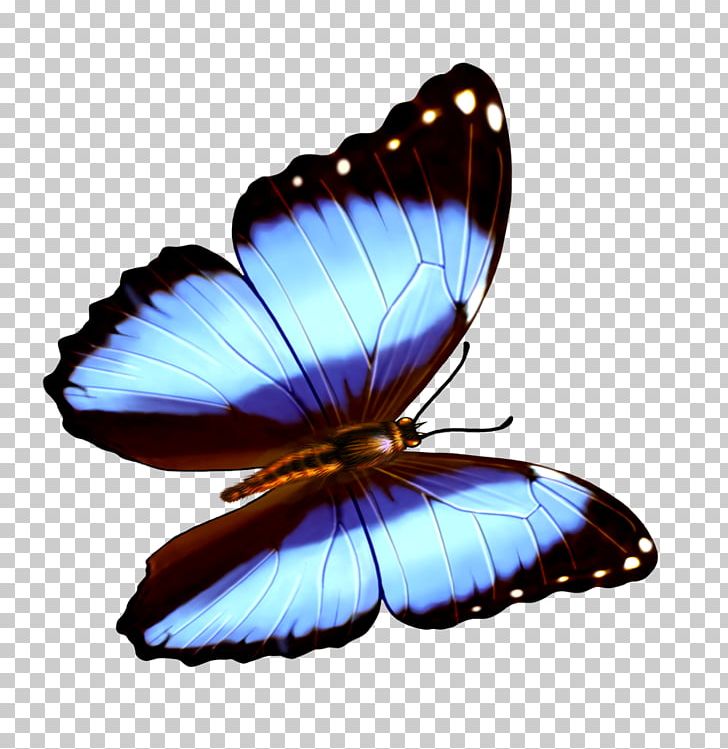 Butterfly Transparency And Translucency PNG, Clipart, 3d Computer Graphics, Arthropod, Blue, Blue Butterfly, Brush Footed Butterfly Free PNG Download