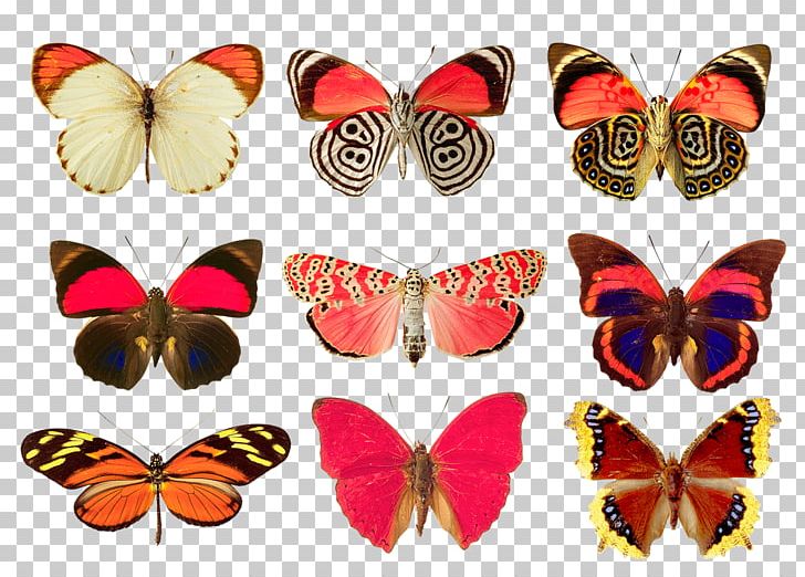 Monarch Butterfly Moth PNG, Clipart, Arthropod, Brush Footed Butterfly, Butterflies And Moths, Butterfly, Caterpillar Free PNG Download