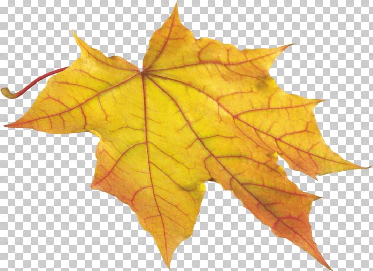 Autumn Leaf Color PNG, Clipart, Appbreeze, Autumn, Autumn Leaf Color, Autumn Leaves, Beauty Free PNG Download