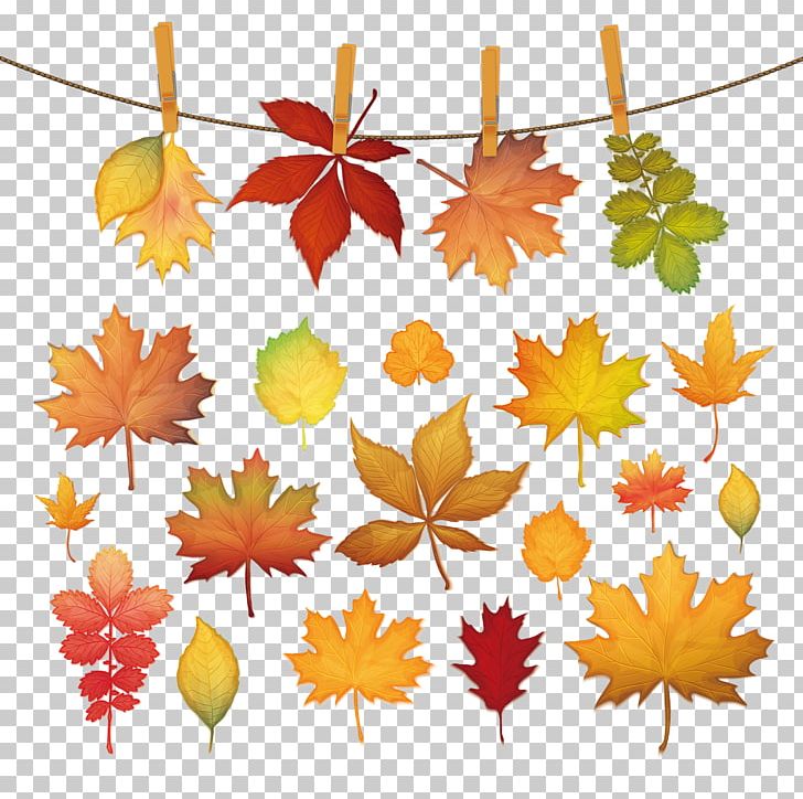 Autumn Leaf Color PNG, Clipart, Autumn Leaf Color, Autumn Leaves, Banana Leaves, Branch, Color Free PNG Download