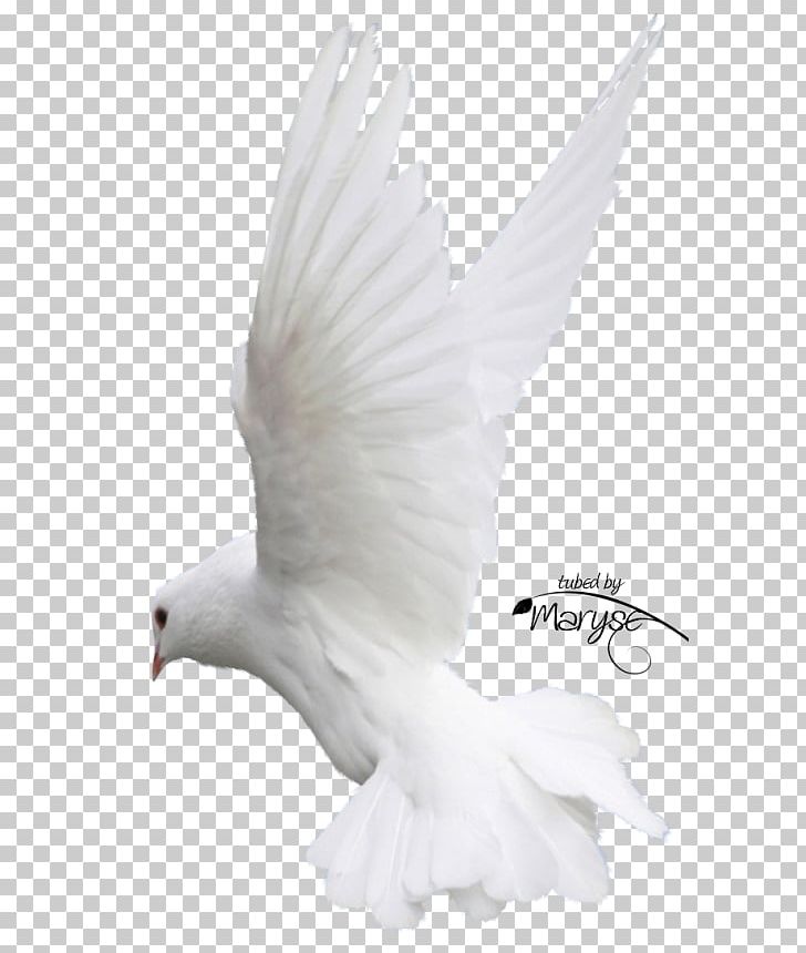 Columbidae Bird Homing Pigeon Flight Feather PNG, Clipart, Animal, Animals, Beak, Bird, Bird Of Prey Free PNG Download