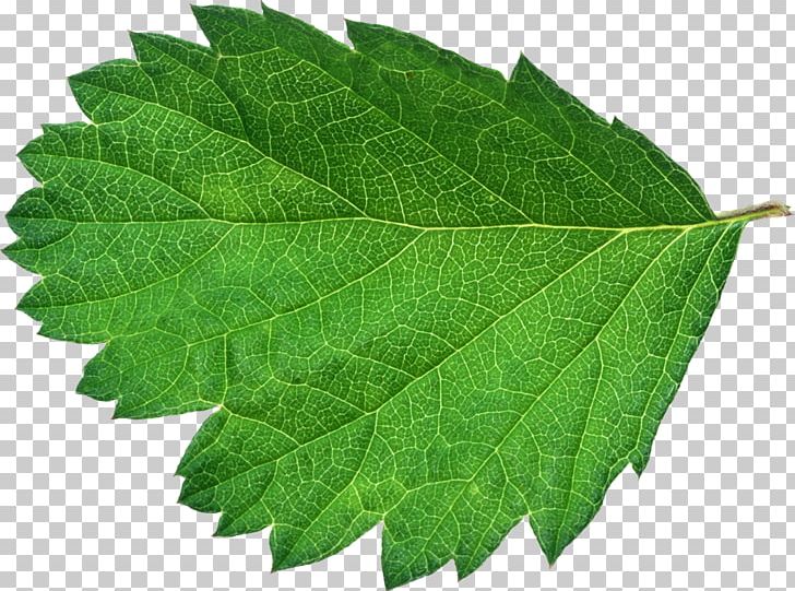 Leaf Green Bladnerv Color PNG, Clipart, Bladnerv, Blue, Color, Cyan, Green Free PNG Download